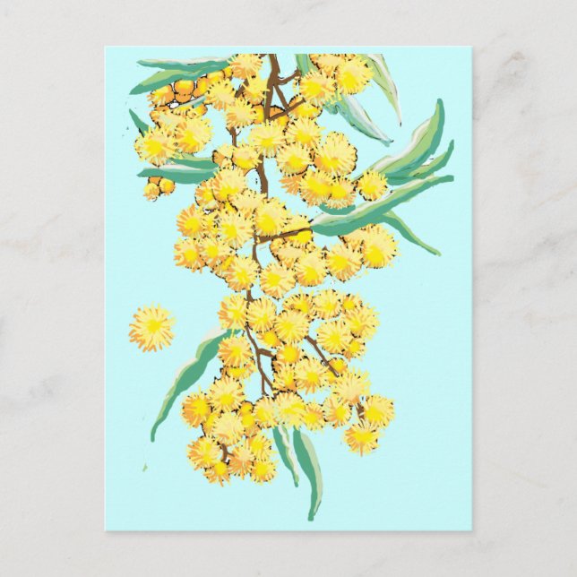 Australian wattle postcard (Front)