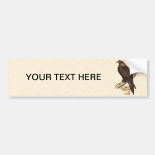 Australian Wedge Tailed Eagle. Huge Bird of Prey. Bumper Sticker