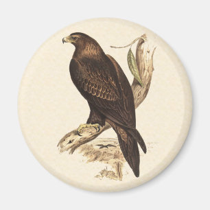 Australian Wedge Tailed Eagle. Huge Bird of Prey. Magnet