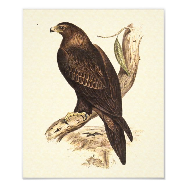 Australian Wedge Tailed Eagle. Huge Bird of Prey. Photo Print (Front)