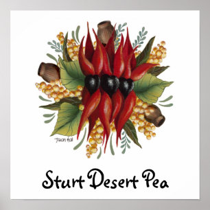 Australian Wildflowers - Sturt Desert Pea Poster