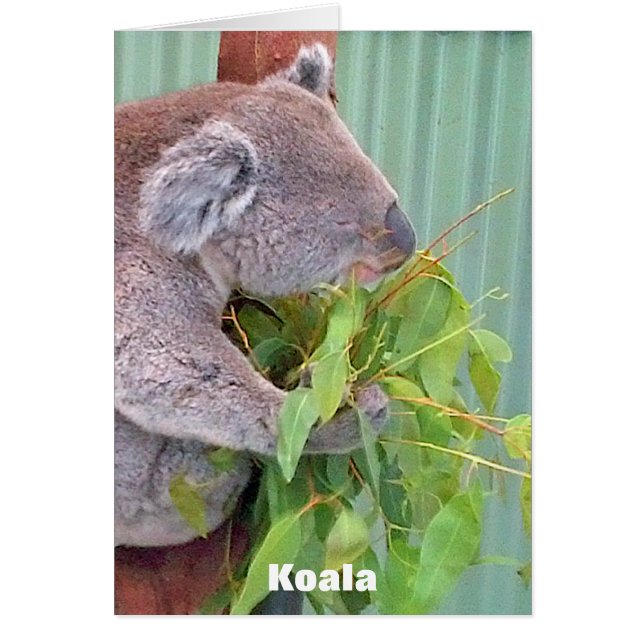 Australian Wildlife Card (Front)