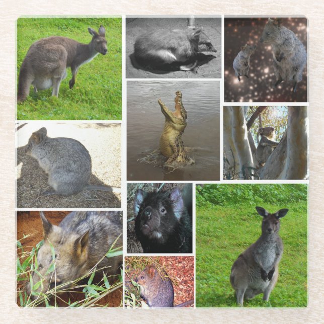 Australian Wildlife Photo Collage, Glass Coaster (Front)