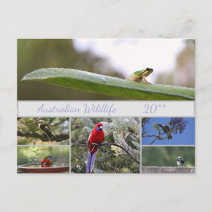 Australian Wildlife Photography Holiday Postcard