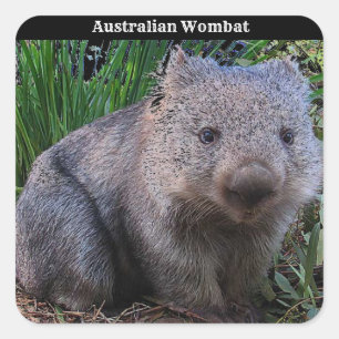 Australian Wombat Background Square Sticker