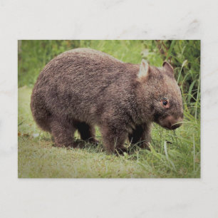 Australian Wombat Postcard