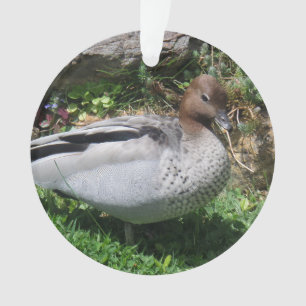 Australian Wood Duck in Tranquil Garden Ornament