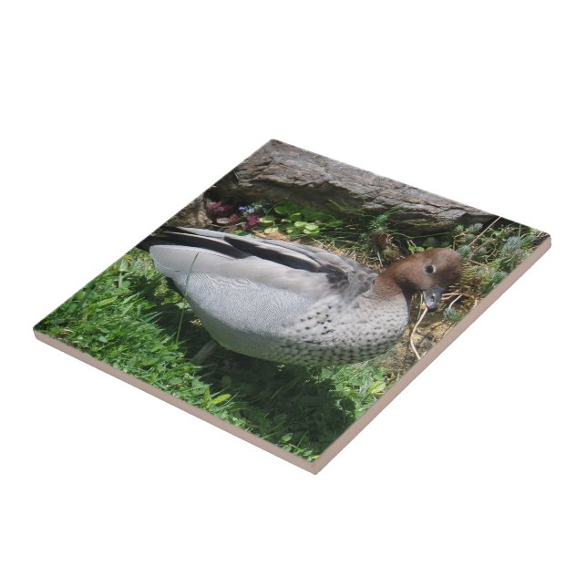 Australian Wood Duck in Tranquil Garden Tile (Side)