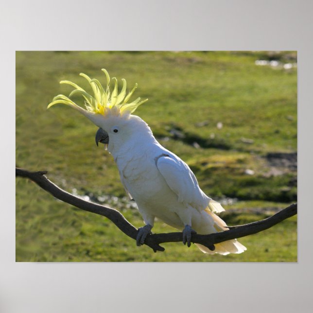 Australian Yellow Sulfur Crested Cockatoo Poster (Front)