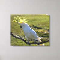 Australian Yellow Sulphur Crested Cockatoo