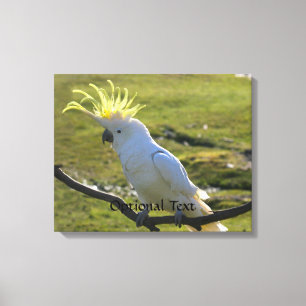 Australian Yellow Sulphur Crested Cockatoo Canvas Print