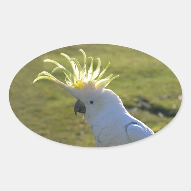 Australian Yellow Sulphur Crested Cockatoo Oval Sticker (Front)