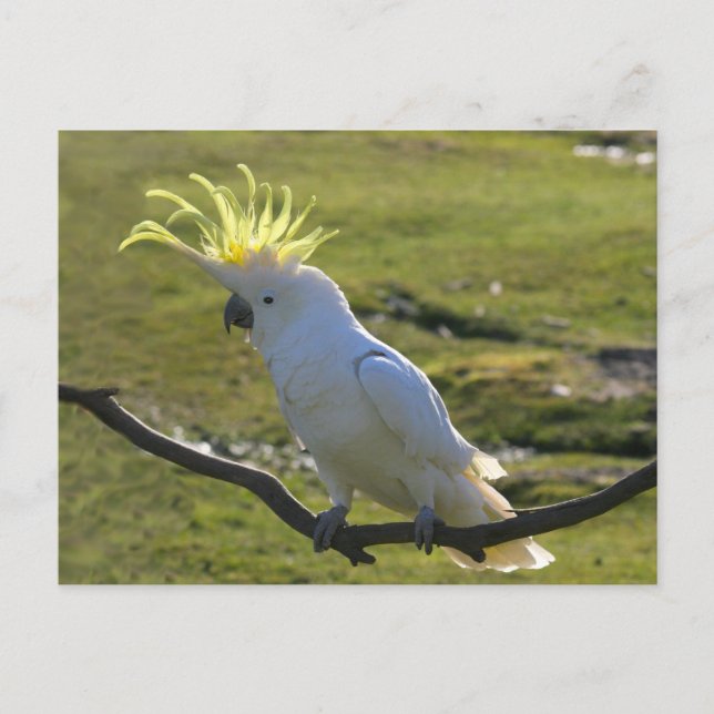 Australian Yellow Sulphur Crested Cockatoo Postcard (Front)