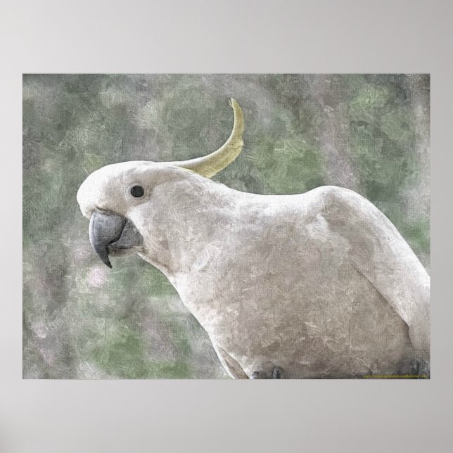 Australia's Sulphur Crested Cockatoo Poster (Front)