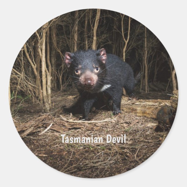 Australia's Tasmanian Devil Classic Round Sticker (Front)