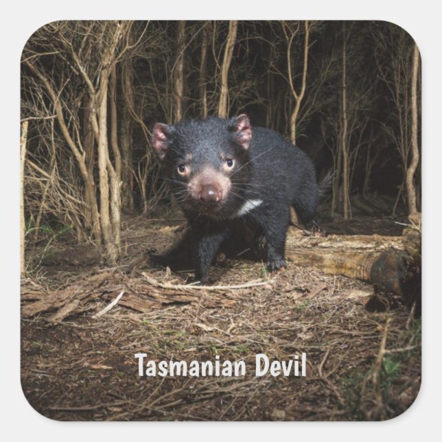 Australia's Tasmanian Devil Square Sticker (Front)