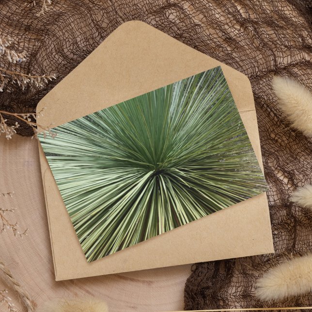 Australien Plant - abstract (Creator Uploaded)