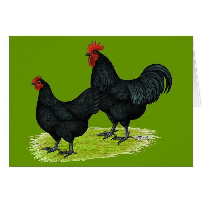 Australorp Black Chickens (Front Horizontal)