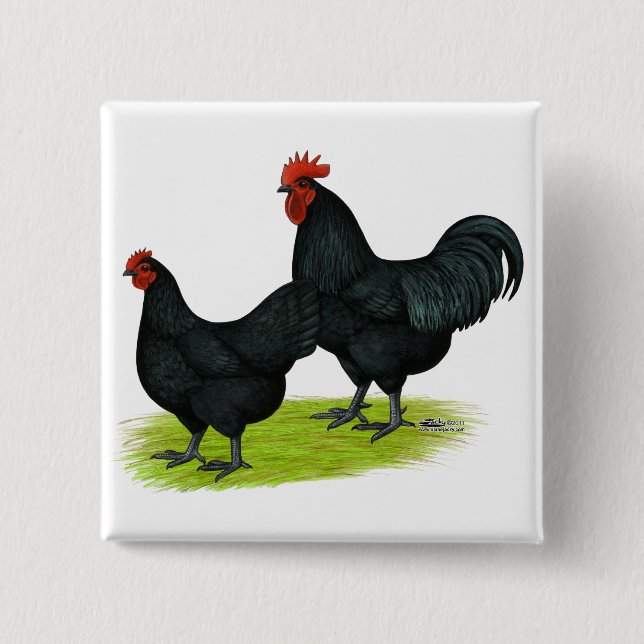 Australorp Black Chickens 15 Cm Square Badge (Front)
