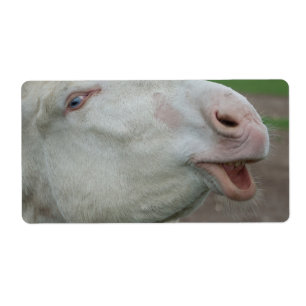 Austria-Hungarian White Donkey