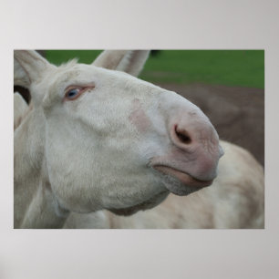 Austria-Hungarian White Donkey Poster