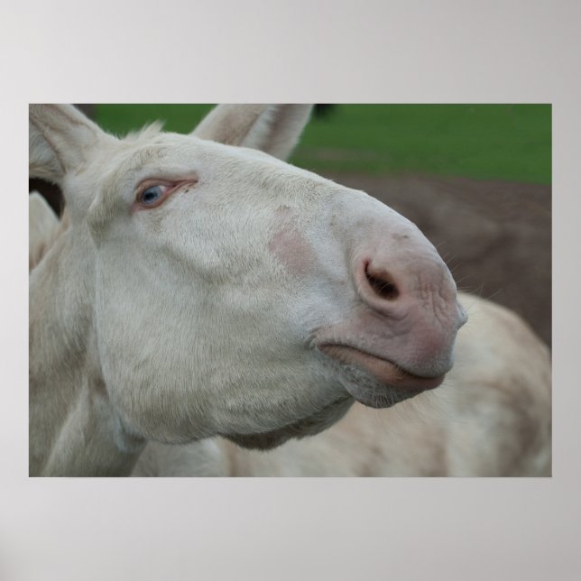 Austria-Hungarian White Donkey Poster (Front)