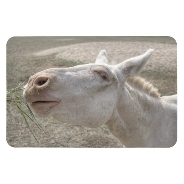 Austrian-Hungarian White Donkey Magnet (Horizontal)