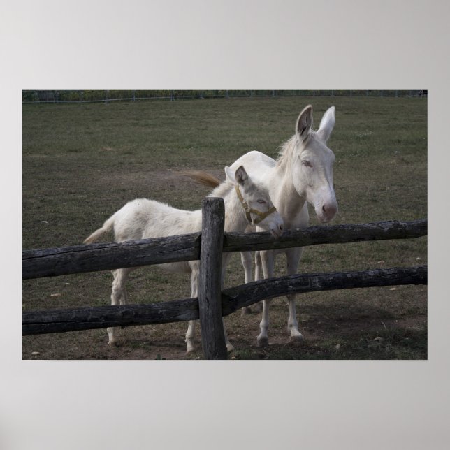 Austrian-Hungarian White Donkey Poster (Front)