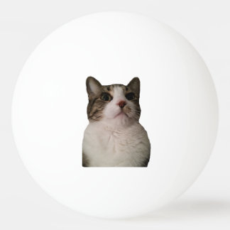 Authentic Cat Ball