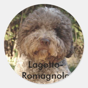 autocollant, Lagotto-Romagnolo Classic Round Sticker