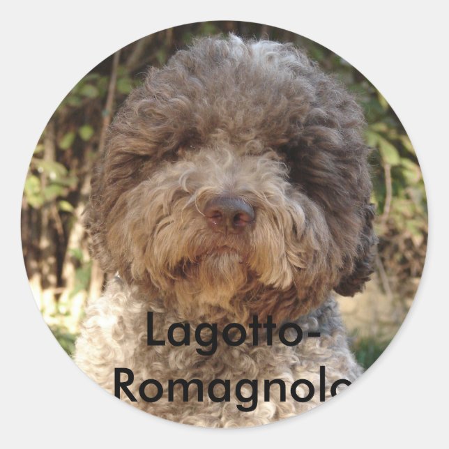 autocollant, Lagotto-Romagnolo Classic Round Sticker (Front)