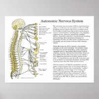 Autonomic Nervous System ANS Poster