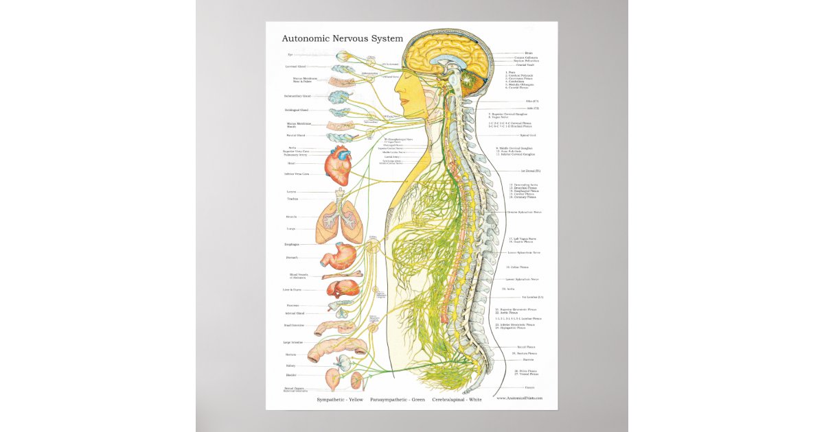 Autonomic Nervous System Chiropractic Poster | Zazzle