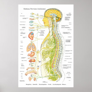 Autonomic Nervous System Poster in Spanish Medical