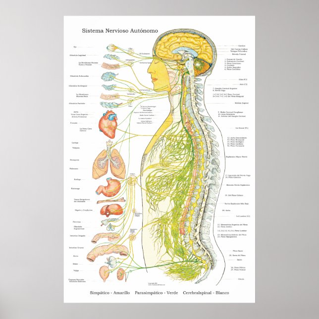Autonomic Nervous System Poster in Spanish Medical (Front)