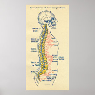 Autonomic Nervous System Spinal Nerves Poster