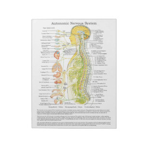 Autonomic Nervous System Tear Off Pad