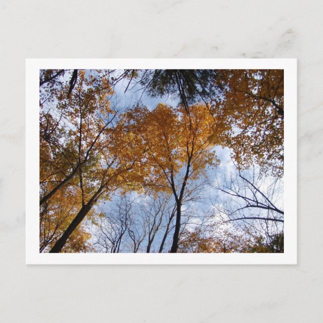 Autum Colours and Sky Postcard (Front)