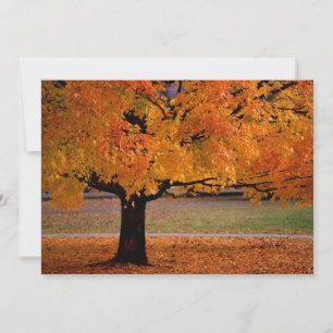 autumn (1)