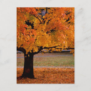 autumn (1) postcard