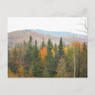 Autumn Adirondacks Trees Scene Landscape Postcard