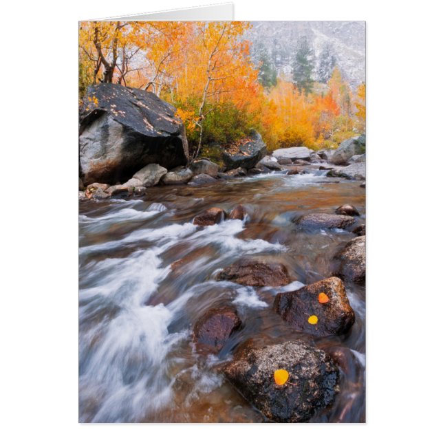 Autumn along Bishop Creek, CA (Front)