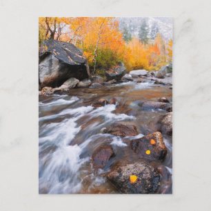 Autumn along Bishop Creek, CA Postcard