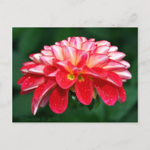 Autumn And Holiday Wedding Announcement Postcard