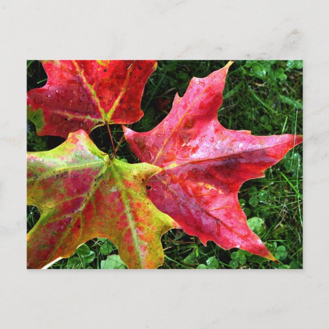 Autumn Arrives Postcard (Front)