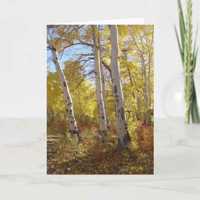 Autumn Aspen All Occasion Greeting Card (Front)