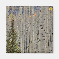 Autumn Aspen Groves | Colorado Rocky Mountains