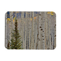 Autumn Aspen Groves | Colorado Rocky Mountains
