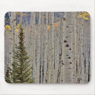 Autumn Aspen Groves | Colorado Rocky Mountains Mouse Mat