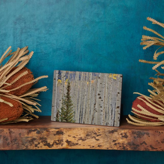 Autumn Aspen Groves | Colorado Rocky Mountains Plaque (Side)